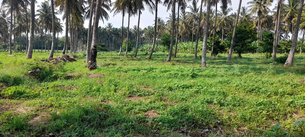  3 acre Areca and coconut plantation for sale in Chikkamagalur